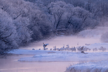 タイトル：北海道 鶴居村 音羽橋の冬景色 タンチョウ鶴の朝の目覚め / Winter scenery of Otowa Bridge in Tsurui Village, Hokkaido, Red-crowned cranes waking up in the morning