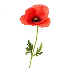 Obraz premium Single vibrant red poppy on white background (2)