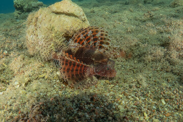 Lionfish (Pterois miles) in the Red Sea, colorful fish