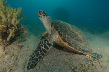 Obraz premium Hawksbill sea turtle in the Red Sea