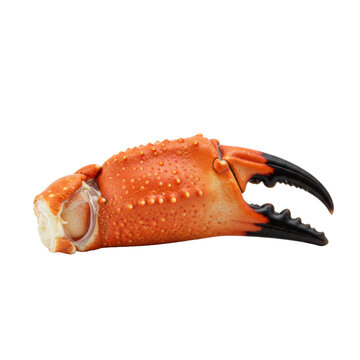 Isolated vibrant reddish-orange crab claw, intricate textures, sharp dark pincers, on a transparent background with soft studio light, concept for detailed natural object product