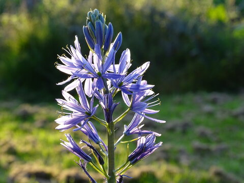 blue flowers in the garden