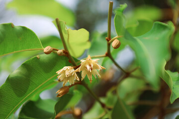 Beautiful white and yellow Mimusops elengi flower or Bokul blooming among the green leaves, with a blurred background.