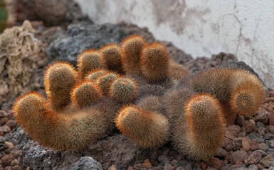 Group of small cacti with orange spines, Mammillaria densispina, Cactaceae family, Botanical Garden, Rome, Italy