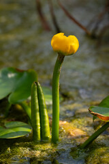 Nuphar lutea, yellow water-lily, brandy-bottle, or spadderdock, aquatic plant of the family Nymphaeaceae, Botanical Garden of Rome, Italy