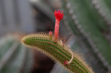 Cleistocactus winteri cactus, a succulent of the Cactaceae family with red flowers. Botanical Garden of Rome, Italy