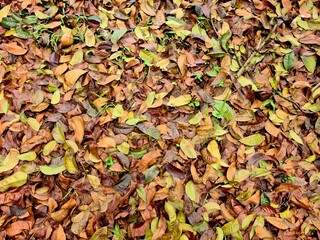 Dry leaves pile on the ground