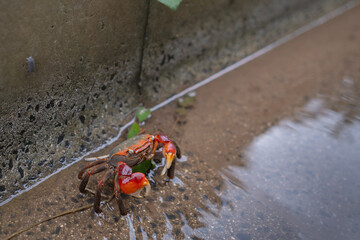 水路を歩くアカテガニ, 赤手蟹
