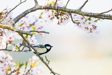 シジュウカラと桜