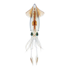 Solitary transparent glass squid, intricate internal organs, delicate tentacles and fins, against transparent background with diffused studio light. Concept of scientific wonder and anatomical