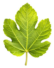 Fototapeta premium Neutral Autumn Green Fig Leaf on white background ,PNG.AI Generated.