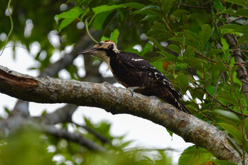 世界自然遺産の島奄美大島でしか見られない日本固有種の珍しい鳥、オーストンオオアカゲラ