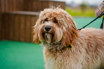 A portrait of a charming curly brown dog of breed Labradoodle or Cavapoo outdoor. The breed of the dog is a cross between a poodle.