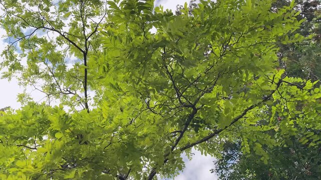 False Acacia &nbsp;Robinia pseudoacacia Robinia or Locust Tree refreshing green leaves, ornamental. Camera spins.