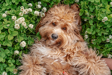 Charming curly-haired dog smiles and lies in the grass in flowers, top-down view, a Kawapoo or Labradoodle dog.