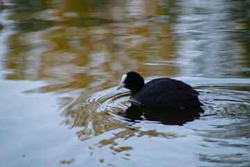 The Eurasian coot (Fulica atra) floats on the water.