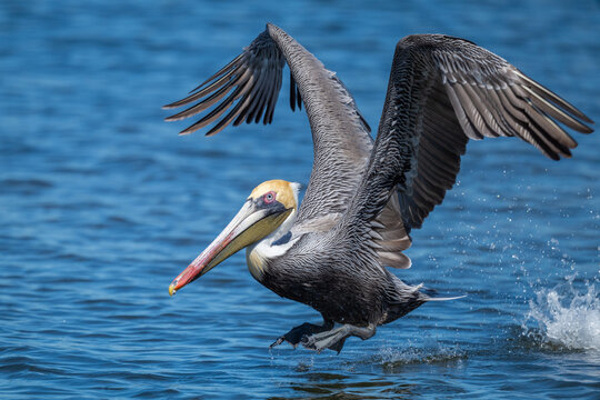 Adult Brown Pelican (Pelecanus occidentalis) on run up to take off.