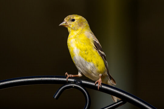 Male American Goldfinch (Spinus tristis) in its non-breeding colors perched on a decorative metal plant staff.  The American Goldfinch is the state bird of Iowa, New Jersey, and Washington.