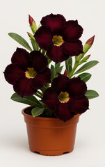 Obraz premium Adenium