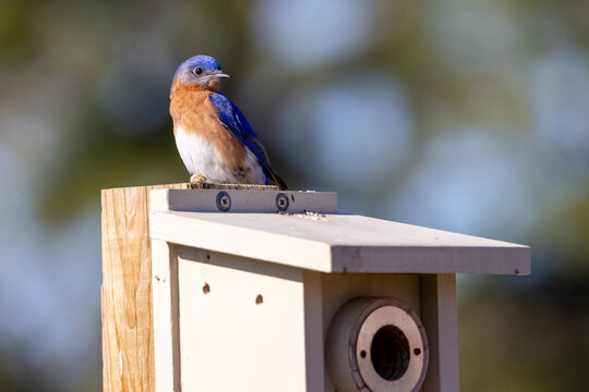 A male Eastern Bluebird (sialia sialis) perched on top of his nesting box in Florida.