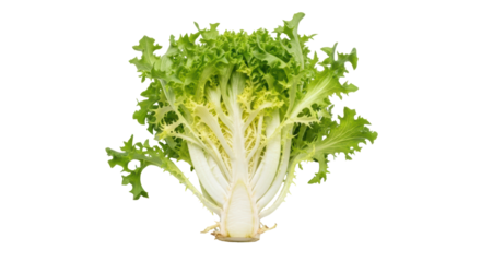 Isolated Fresh Endive