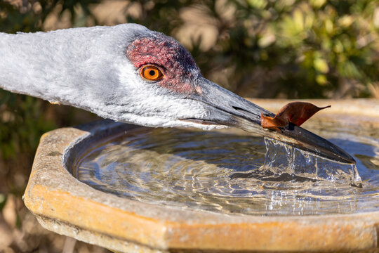 Close-up of a Sandhill Crane (Antigone canadensis) drinking fresh water from a Florida garden birdbath.