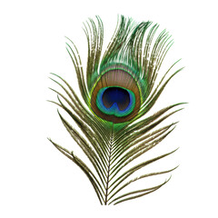 Obraz premium Iridescent peacock feather, green, blue, gold hues, 'eye' pattern, texture, isolated on white background, studio light. Concept of nature study