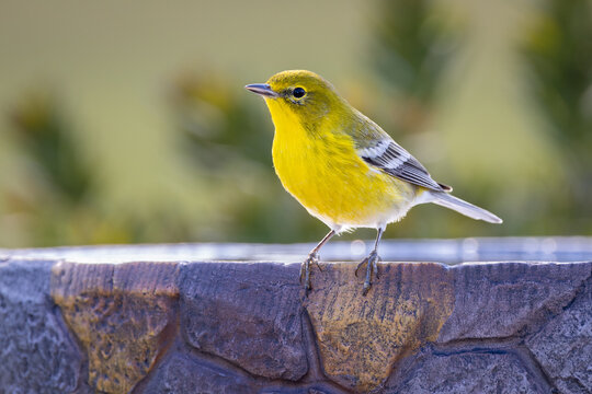 A male Pine Warbler (Setophaga pinus) perched on the edge of a birdbath in Florida.