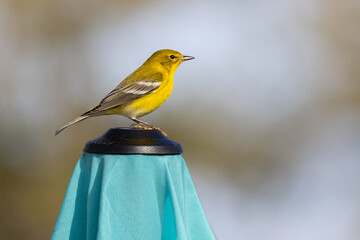 A male Pine Warbler (Setophaga pinus) perched on top of a beach umbrella in Florida.