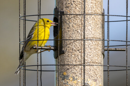 A Pine Warbler (setophaga pinus) feeds from a squirrel-proof bird feeder, surrounded by a wire cage designed to keep squirrels out and allow small birds in.