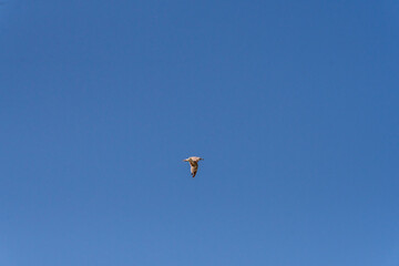 Larus michahellis pertenece a la familia de Laridae.