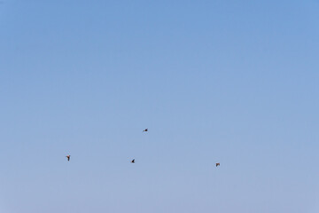 Larus michahellis pertenece a la familia de Laridae.