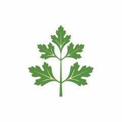 Naklejka premium Green parsley leaf illustration isolated on white background graphic design element