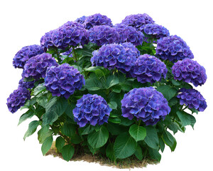 Fototapeta premium Purple hydrangea flower cluster with lush green leaves, vibrant floral decor, garden plant, blooming in summer, natural beauty, isolated on transparency background