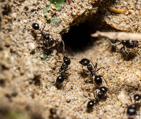 ants on the ground