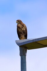 closeup of a buzzard