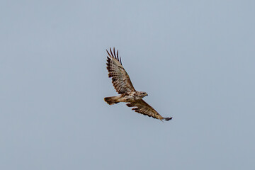 Fototapeta premium buzzard in flight