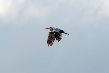 grey heron in flight