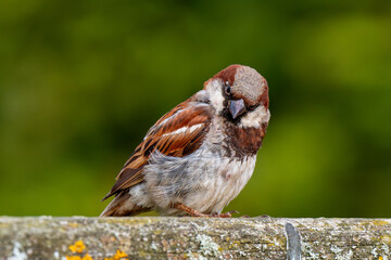 House sparrow on a fence