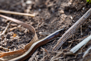 close up of a slow worm 