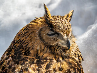 ワシミミズク（旭山動物園）