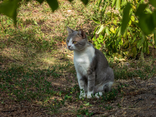 A Gray and White Cat Sitting.