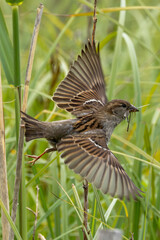 House Sparrow Female (Passer domesticus) common in urban and rural habitats across Europe and Asia