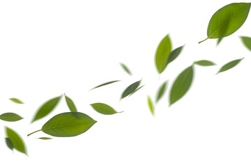 Obraz premium Green leaves flowing in a dynamic diagonal pattern against a white background