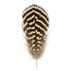 An intricately patterned quail feather, mottled browns, creamy whites, black flecks, ground camouflage, isolated on transparent, shadowless, macro, ultra-realistic, concept of natural design study.