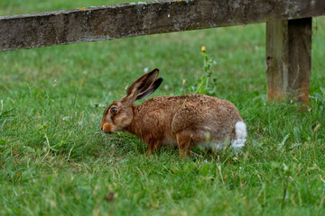 wild hare under a fence