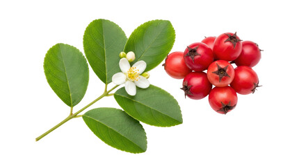 Fototapeta premium Isolated Hawthorn Berries