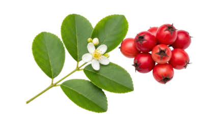 Isolated Hawthorn Berries
