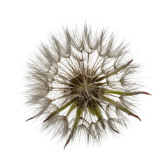 Perfectly formed dandelion seed head with delicate akenes and fibrous pappus, isolated on a seamless transparent background with shadowless studio light. Concept of natural fragility