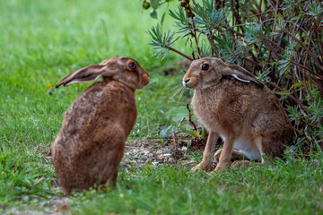 two hares looking at each other